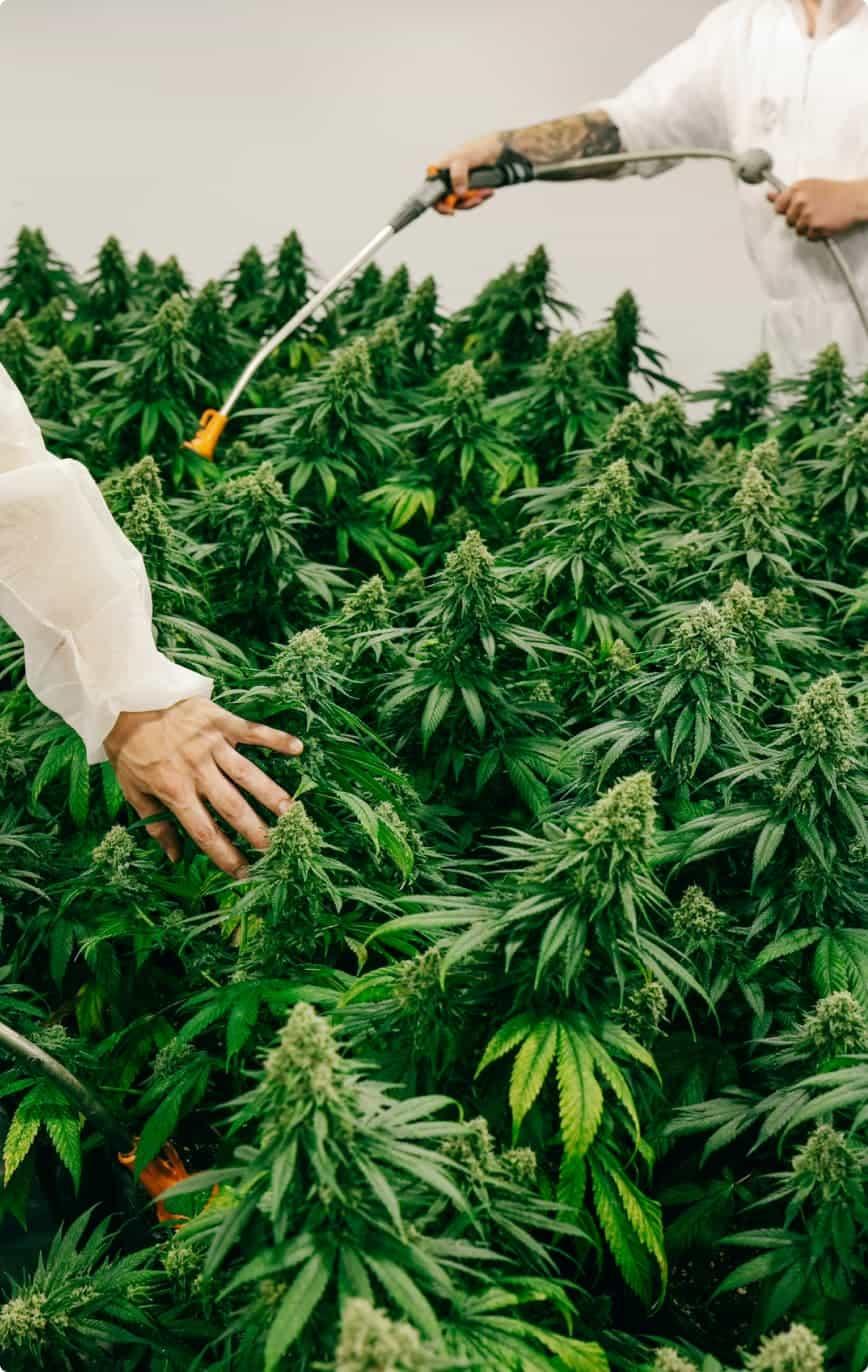 Workers watering cannabis plants