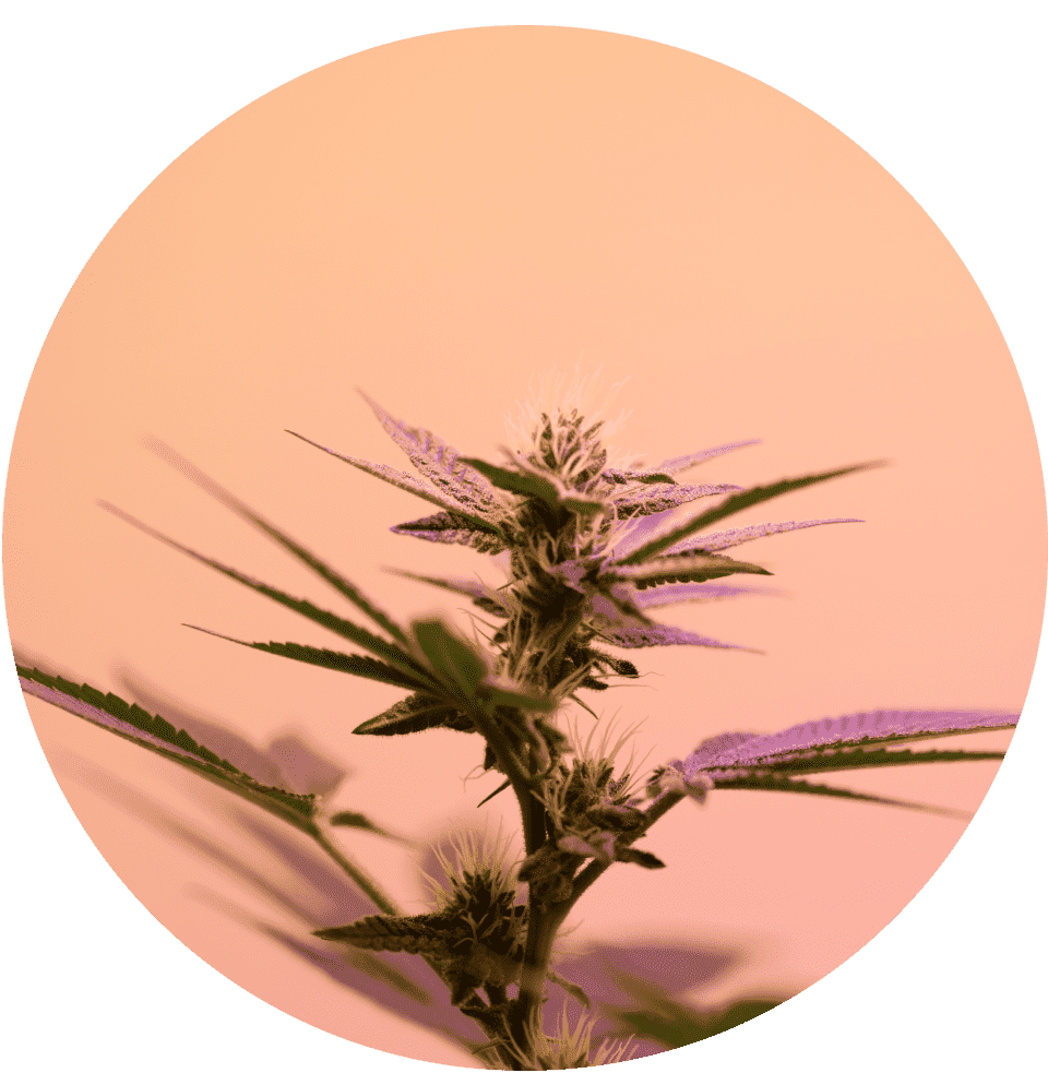 Vibrant cannabis plants on an orange background