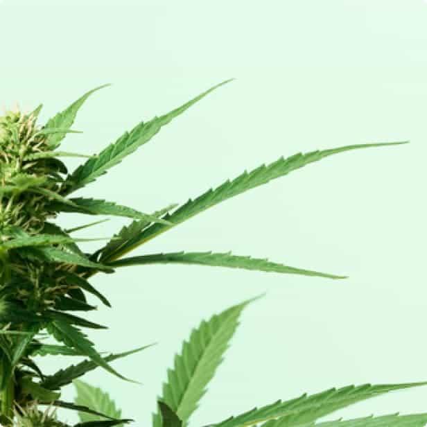 Cannabis plants on a light green background.